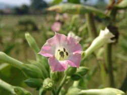 Florecencia del tabaco